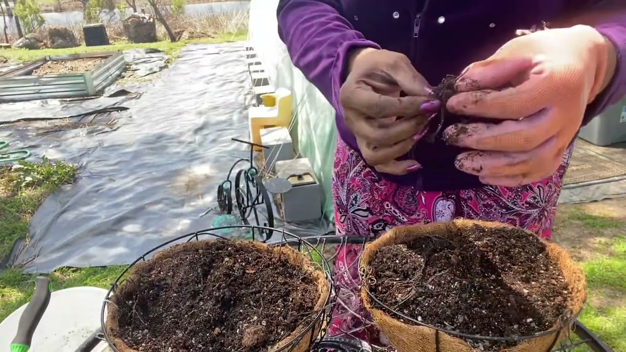 Lowe’s bareroot strawberry and raspberry plants preview