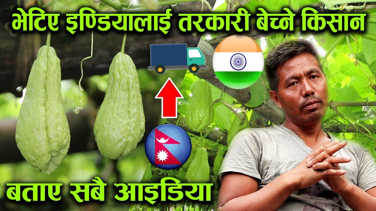 भेटिए इण्डियालाई तरकारी बेच्ने किसान, बताए सबै आइडिया !│Nepal Chitra