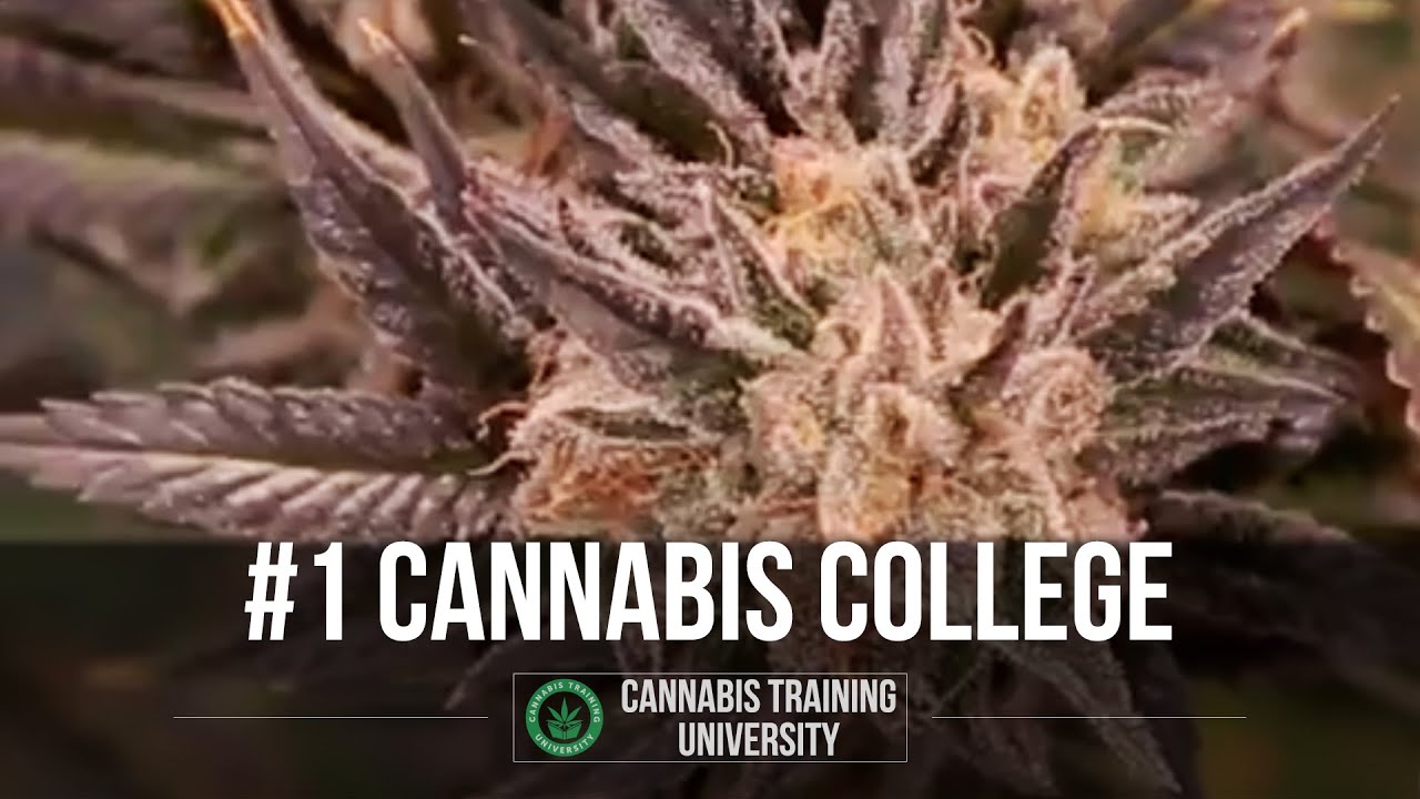 Cannabis Training University the Industry Leading Cannabis College