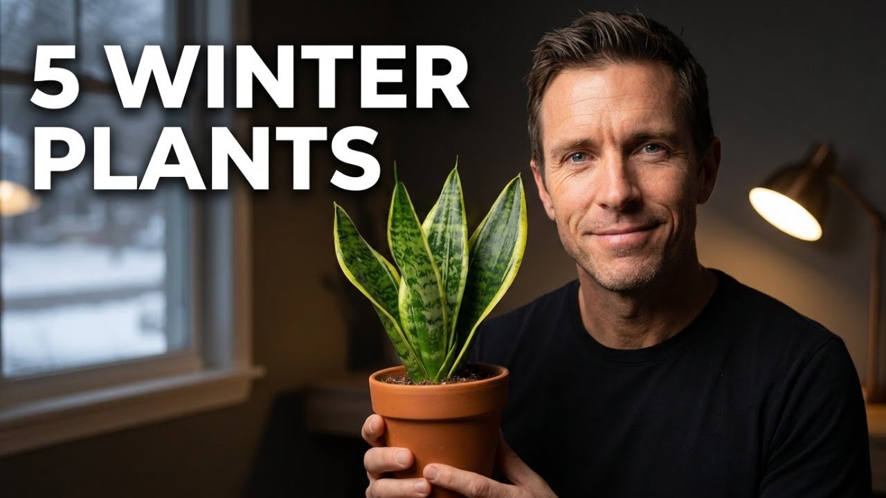 The BEST 5 Indoor Plants for SURVIVING Dark Winter Days