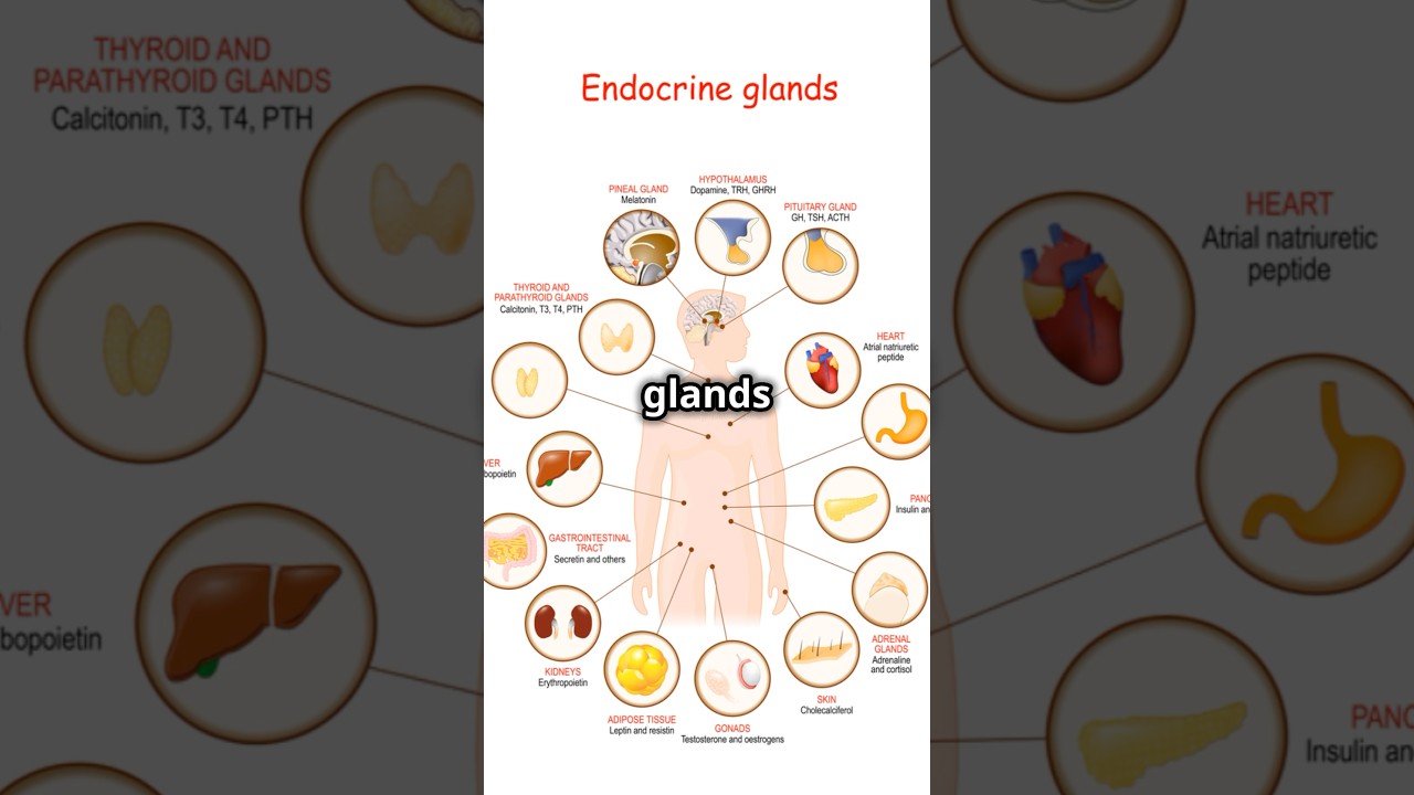 Endocrine vs exocrine glands #shorts #pharmacy #endocrine #exocrine #glands #biology #anatomy #fact