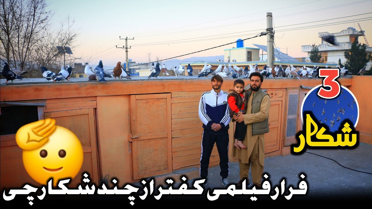 3 شکار بام | خیل جدید فریدون، پرش دیدنی و جشني | فرار فیلمی کفتر از از چند شکارچی | Pigeons Hunting