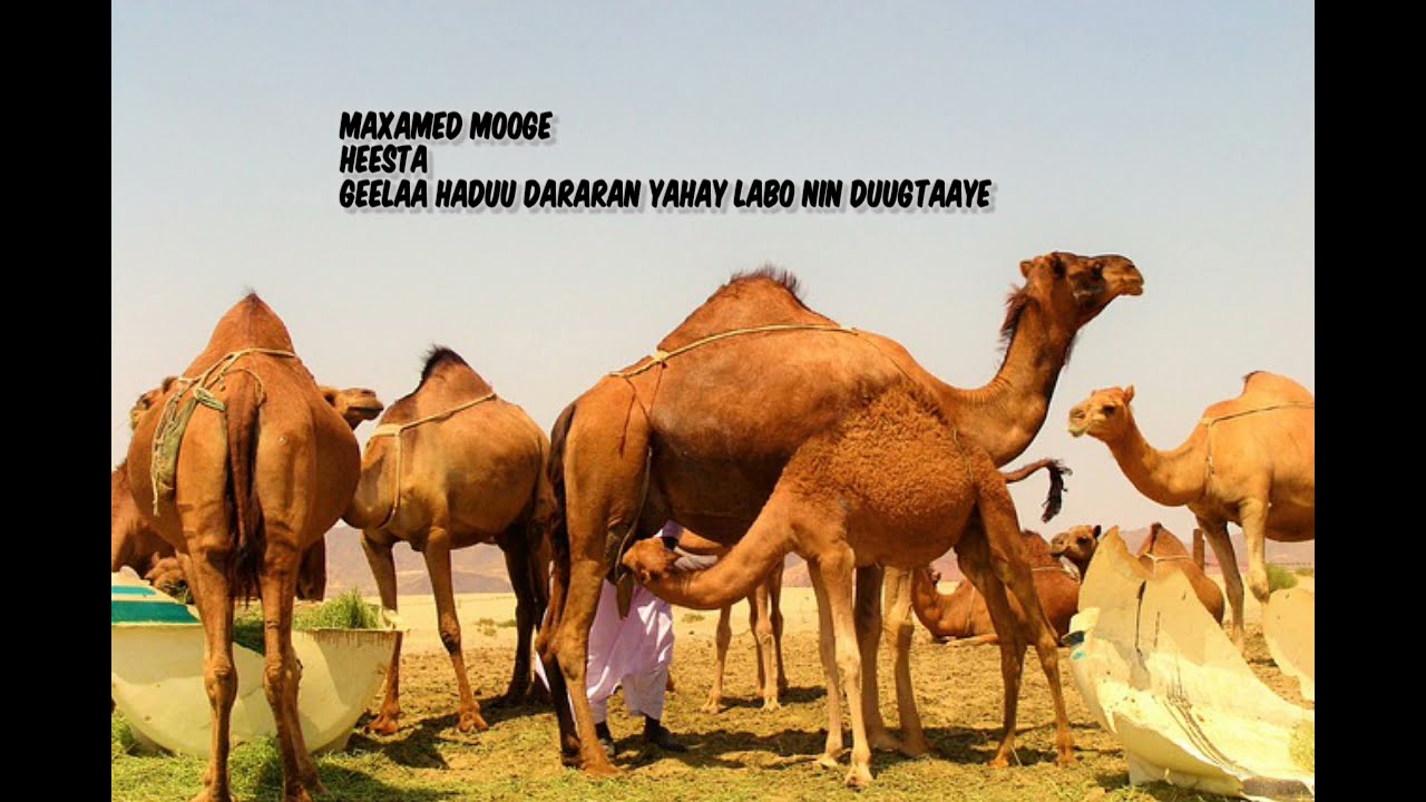 Maxamed Mooge Heesta Geela markuu dararan yahay.