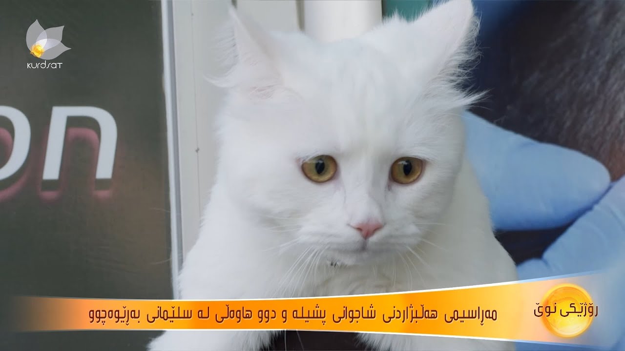 مەراسیمی هەڵبژاردنی شاجوانی پشیلە و دوو هاوەڵی لە سلێمانی بەڕێوەچوو