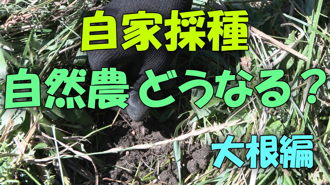 【自家採種】自家採種 自然農でどうなる？ 大根編 【4K】