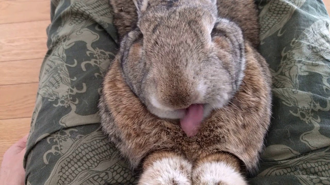 Flemish Giant Rabbit: Relax