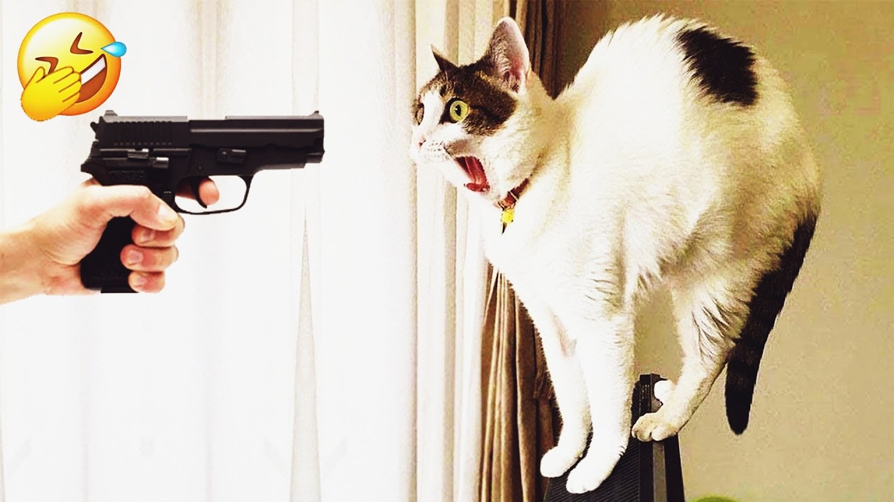 Try Not To Laugh 🥙 Funniest Cats & Dogs 😻 Funny Animals