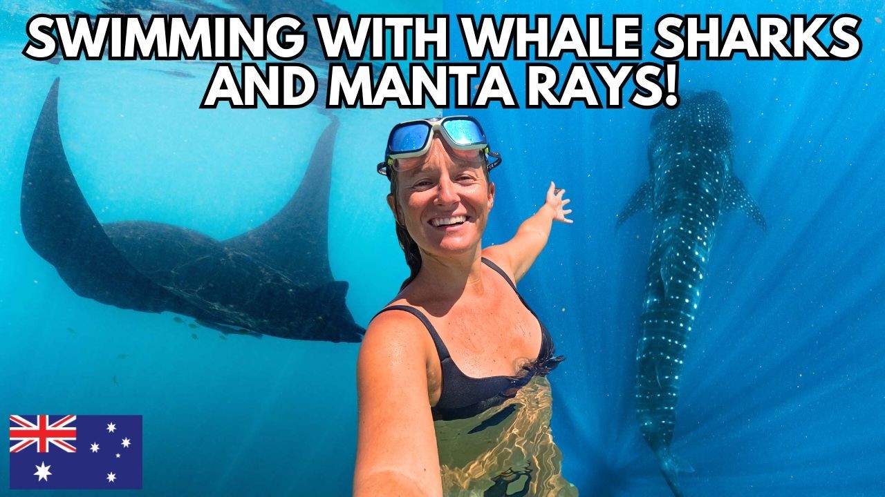 NINGALOO REEF, AUSTRALIA: Swimming With WHALE SHARKS in EXMOUTH & MANTA RAYS in CORAL BAY!