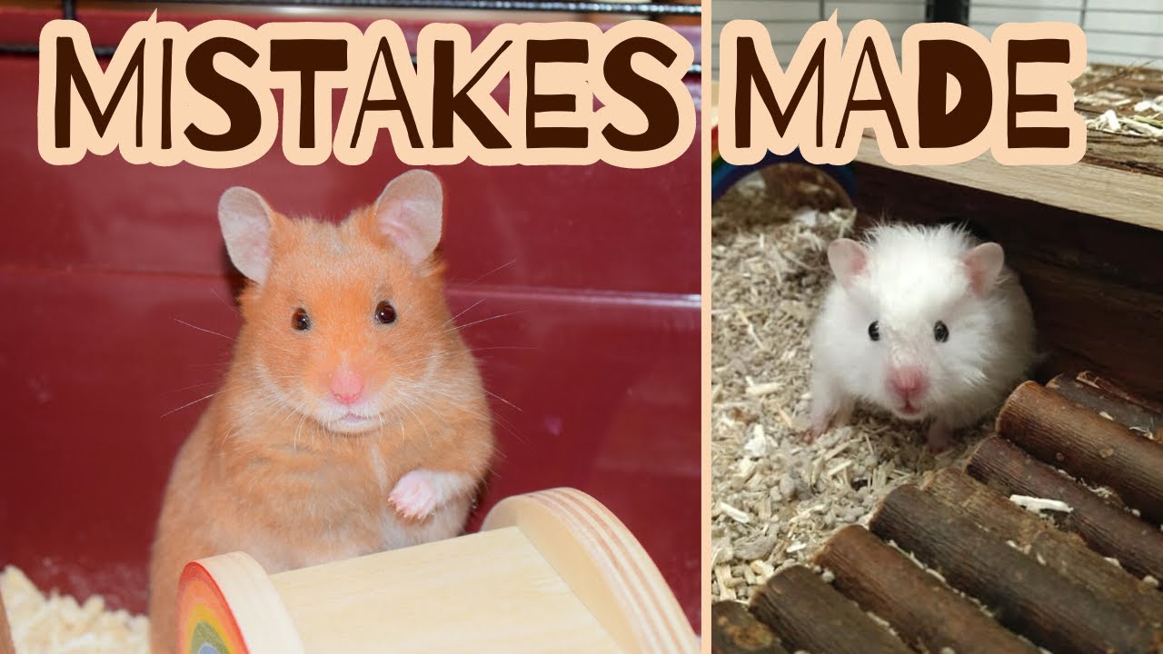 My 5 biggest hamster mistakes, including nearly killing my hamster!