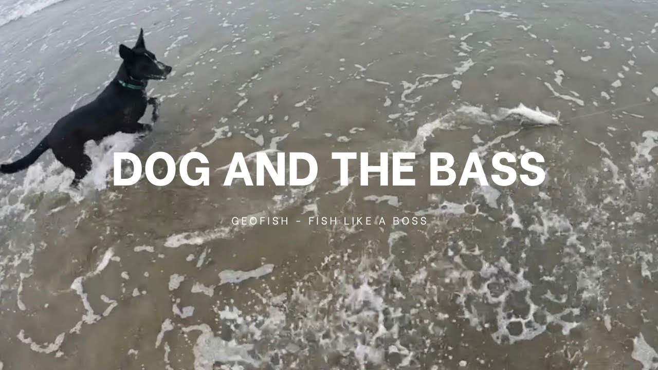 Surf Fishing for Surf Perch in Cayucos