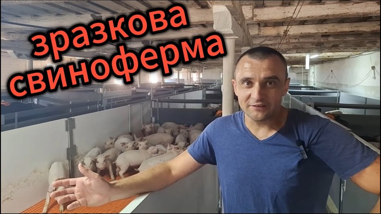 СВИНОФЕРМА МРІЇ. ОГЛЯД ПОТУЖНОСТЕЙ