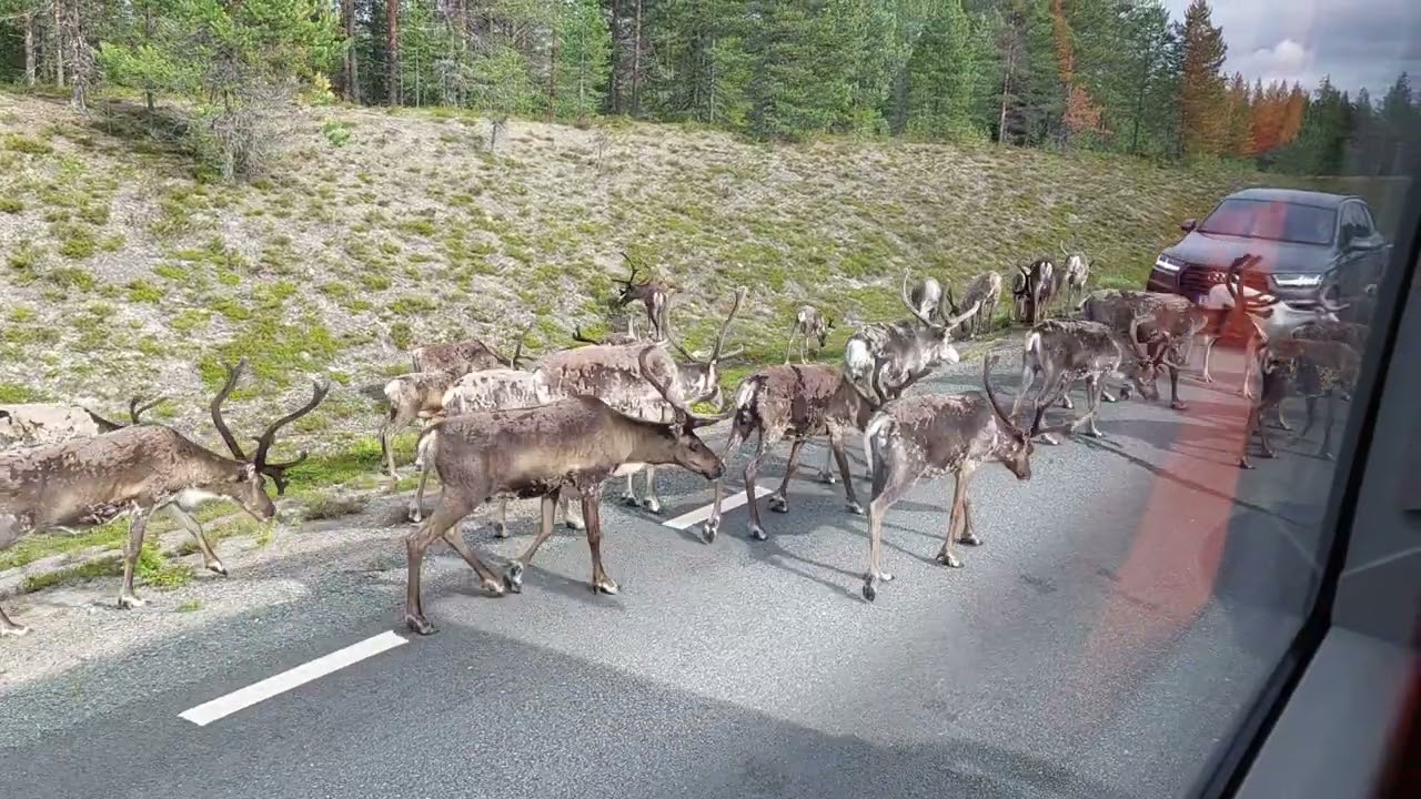 A lot of reindeer on the road in Northern Sweden
