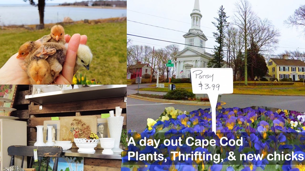 A day out Cape Cod shopping plants, Thrifting, & New Chicks | Slow Living New England | Seaside Life