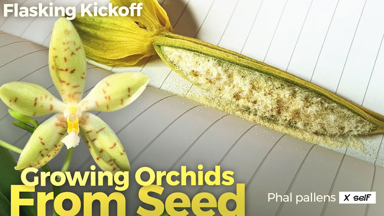 Growing Orchids From Seed (Video 1 of 4) - sowing dry seeds using hydrogen peroxide & a glovebox