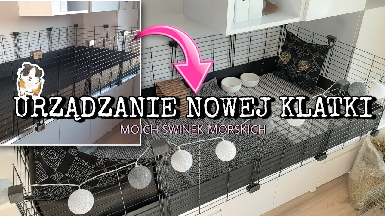 URZĄDZANIE NOWEJ KLATKI moich świnek morskich🐷🏡