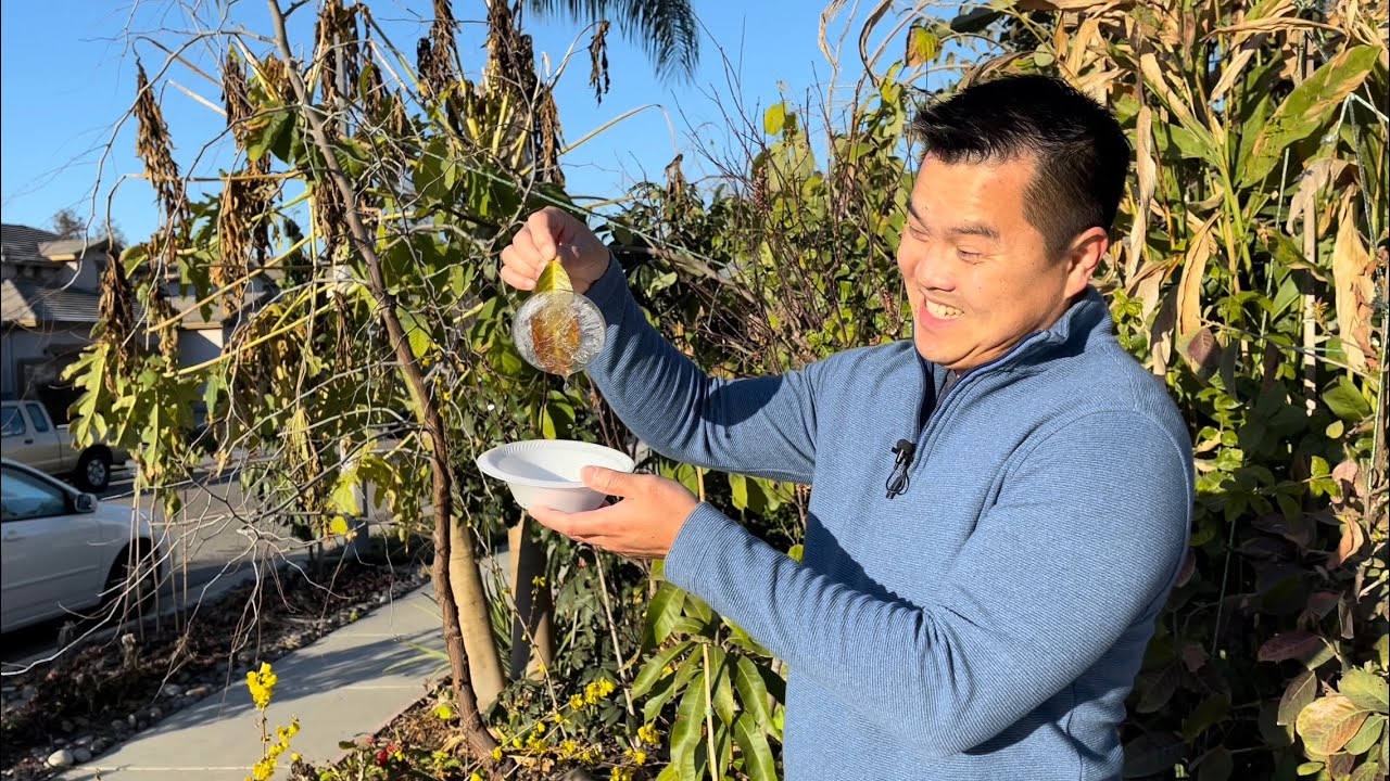 Caring for Frost Damaged Tropical Fruit Trees in Cold Climate