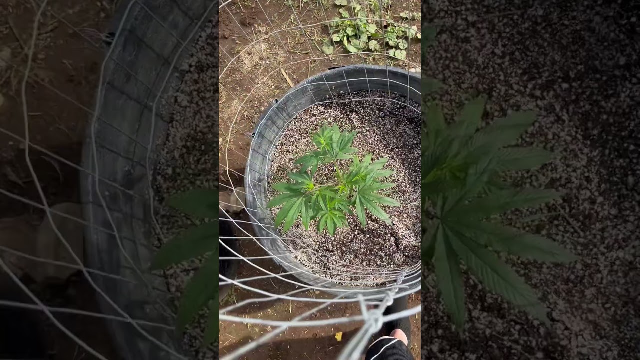Chocolate mint Kush outdoor grow 2023
