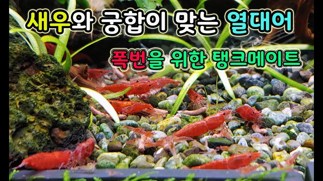 체리새우와 같이 키우기 좋은 열대어, 폭번을 위한 탱크메이트
