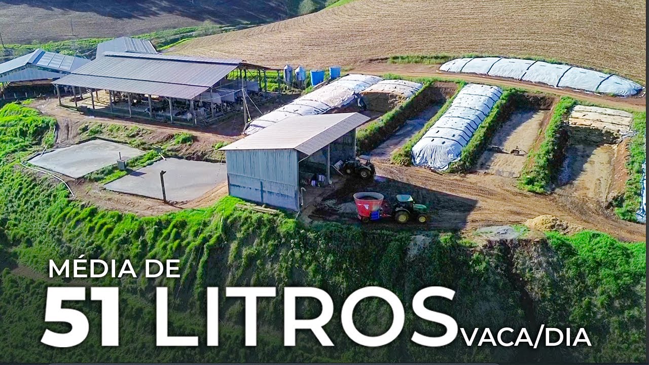 5 MIL LITROS DE LEITE POR DIA COM 103 VACAS EM LACTAÇÃO - GRANJA NONO EMÍLIO