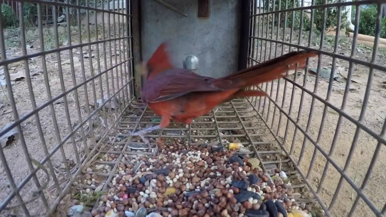 Trapping a Male Cardinal