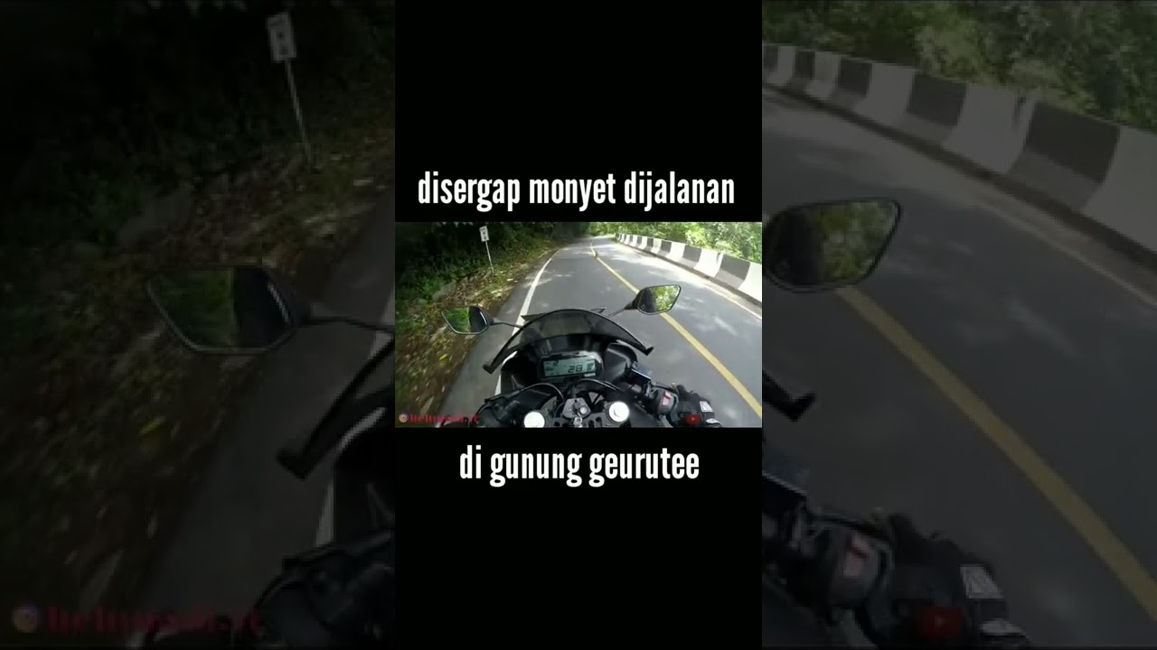 Disergap monyet dijalan pegunungan