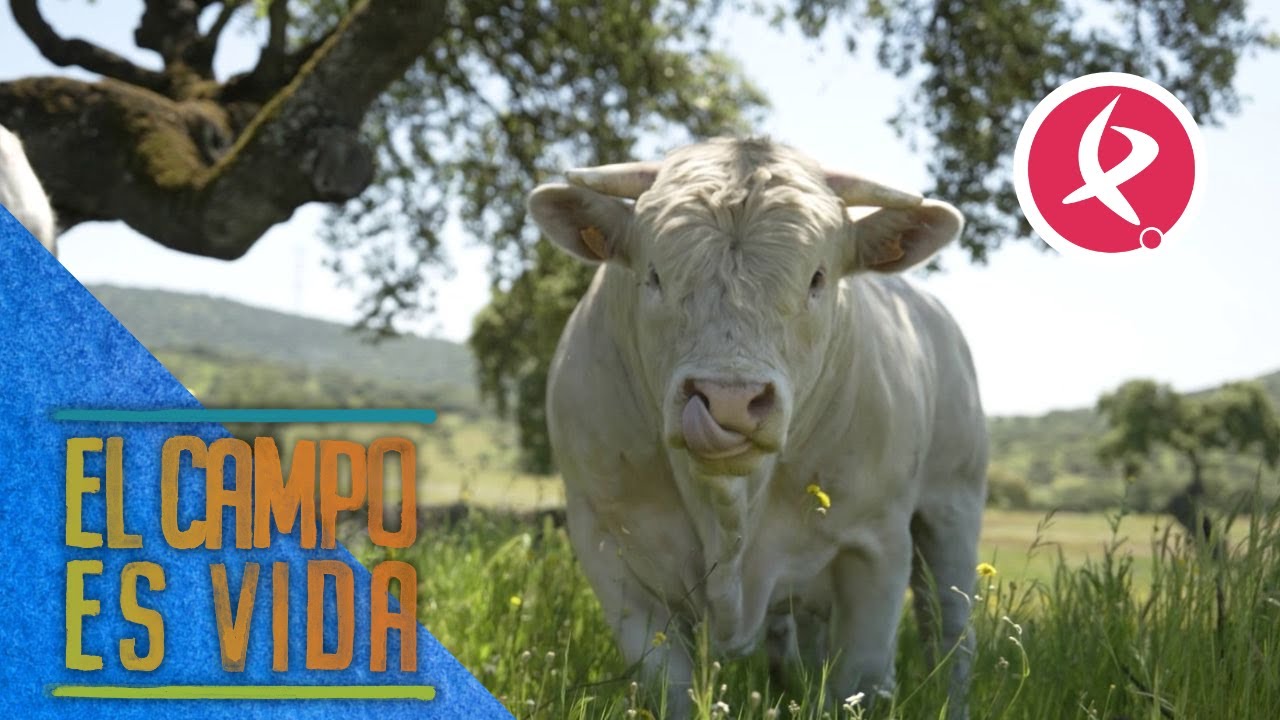 Miguel Ángel muda a los cinco futuros sementales | El campo es vida