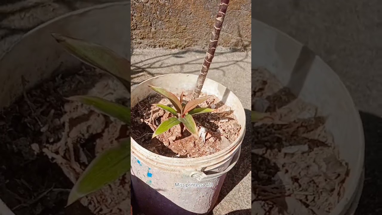 My garden tour 🌼🌸😊🥰🌿🎍#comming soon flower 🥰 vlog
