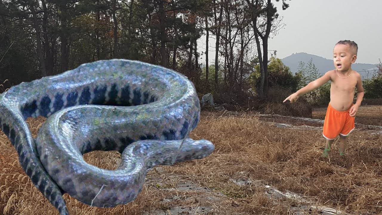 Cacth snakes in wild ,Cooking eating delicious ,Primitive Technology,keang kh