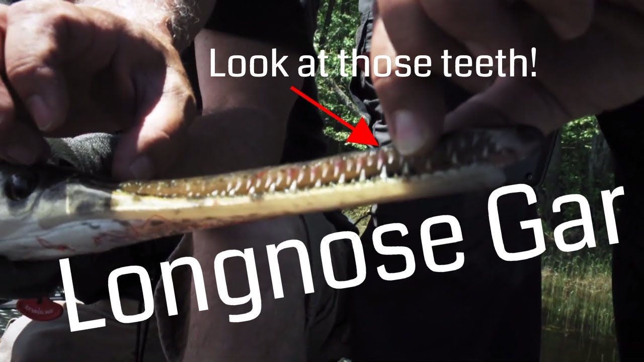 Catching Longnose Gar on the Ottawa River | Fish'n Canada