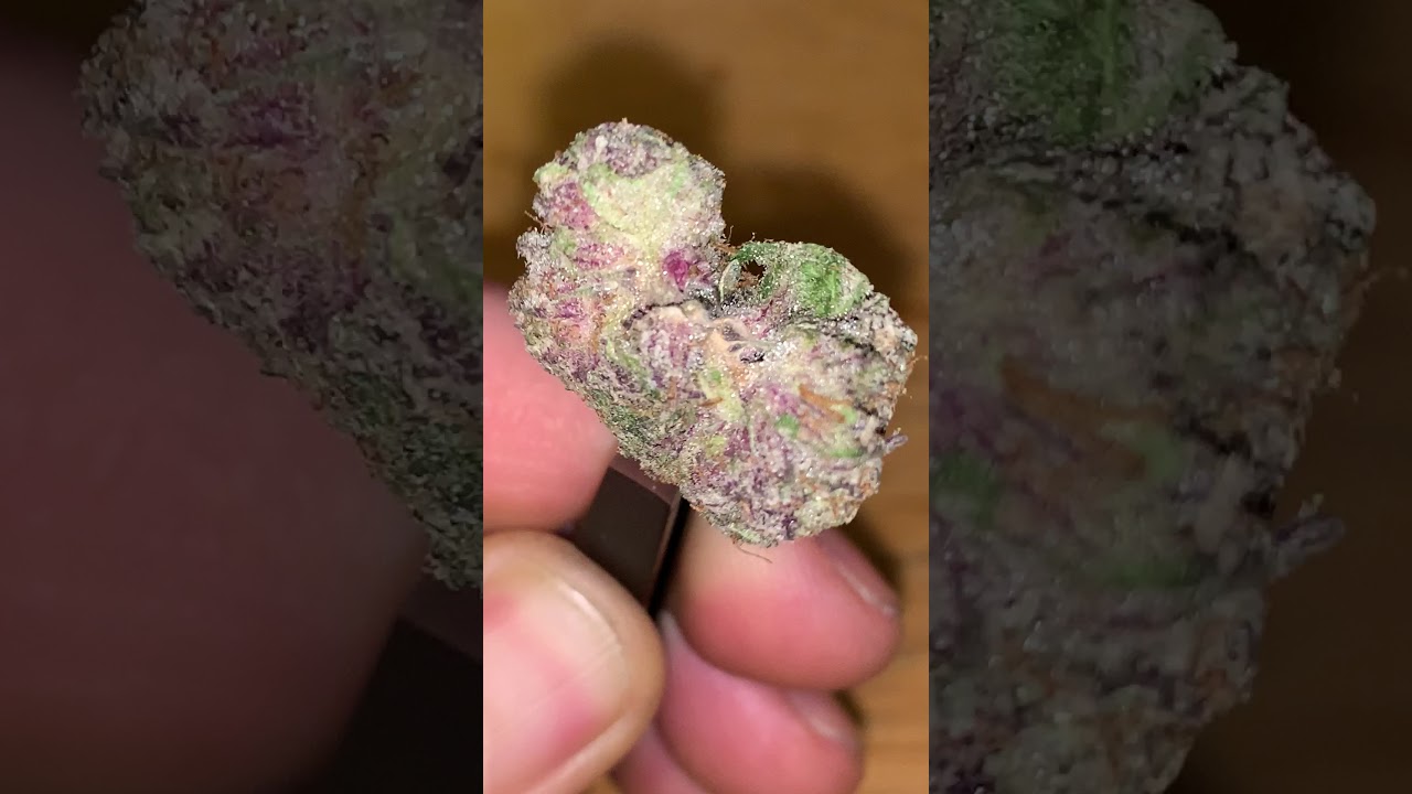 Cookies SF Sorbet Close Up