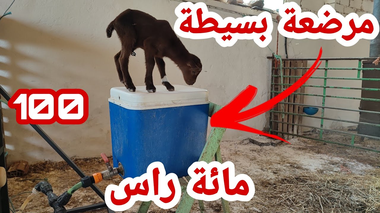 عزل صغار الماعز عن أمهاتهم وشرح مبسط عن المرضعة التقليدية البسيطة
