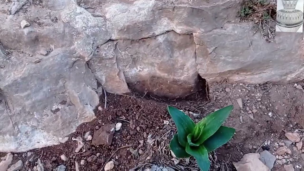 تفسير لاشارة الجرة مع الاستاذ ابو الجرار