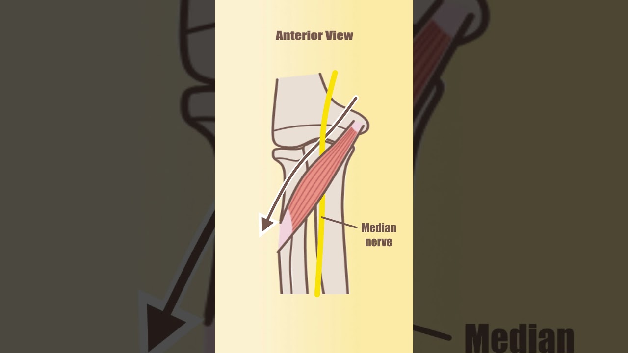 Pronator Teres Muscle Course 