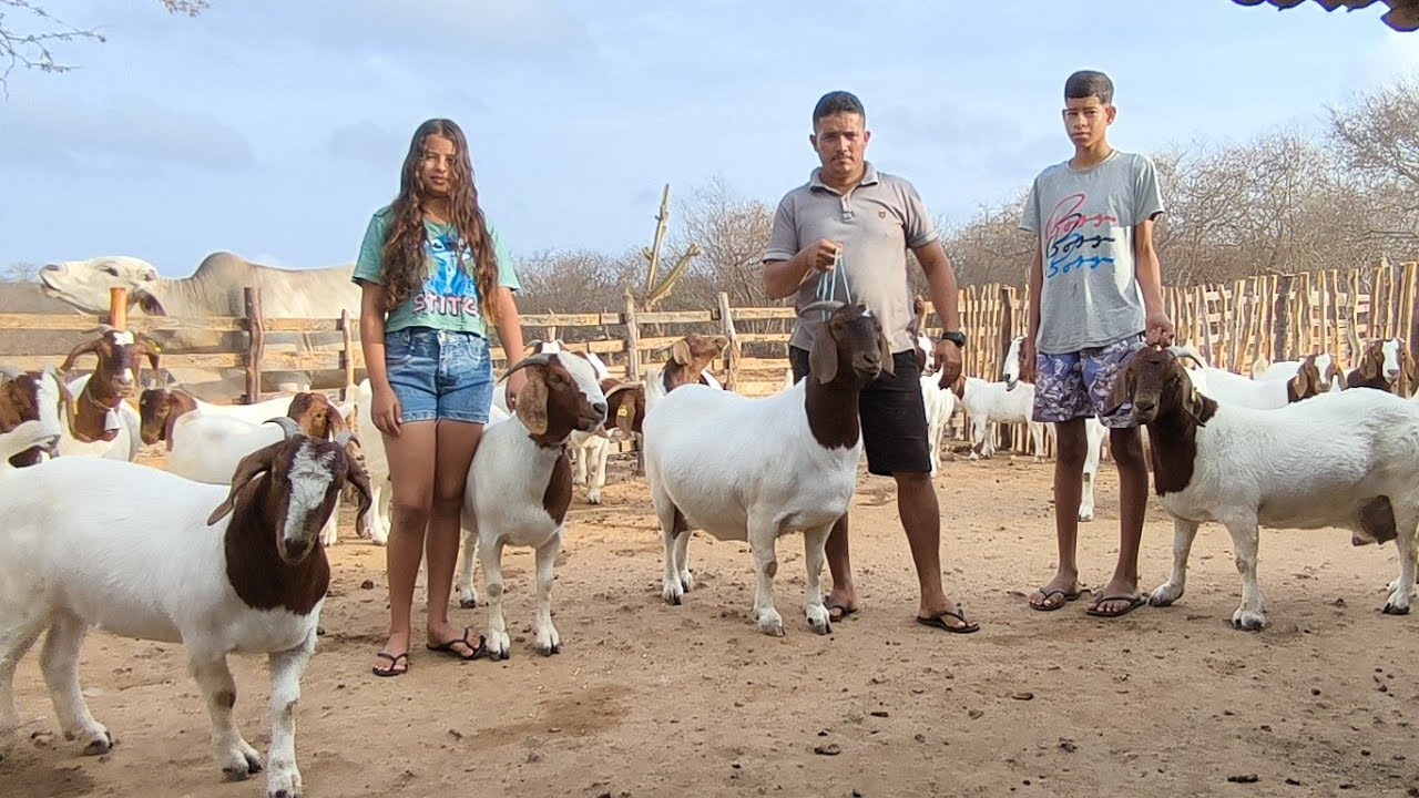 TAPEROÁ VISITANDO VANDERLEI E SUA FAMÍLIA O CABRA DAS CABRA BÔER SAO LINDA E ELE FALA DO MANEJO COM 