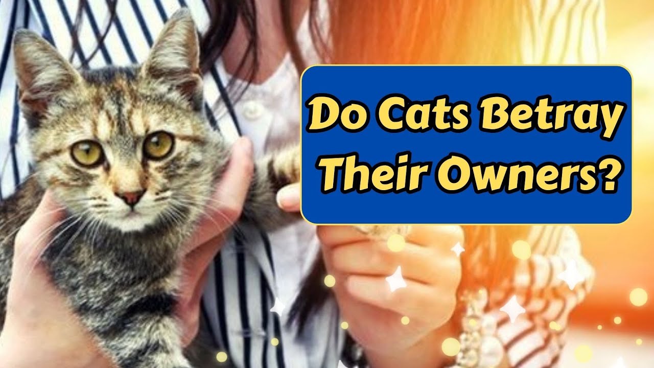 Are Cats Loyal Companions?