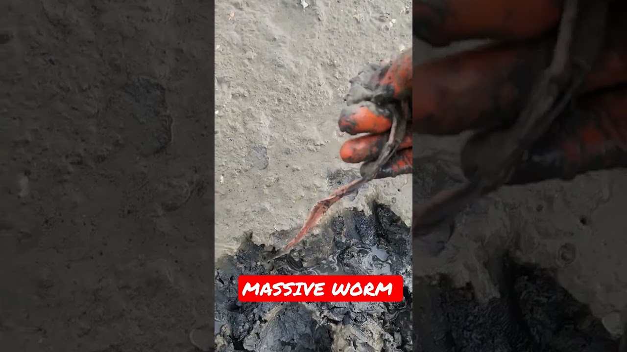 MASSIVE WORM IN THE MUD FLATS IN MAINE 🪱 #shorts