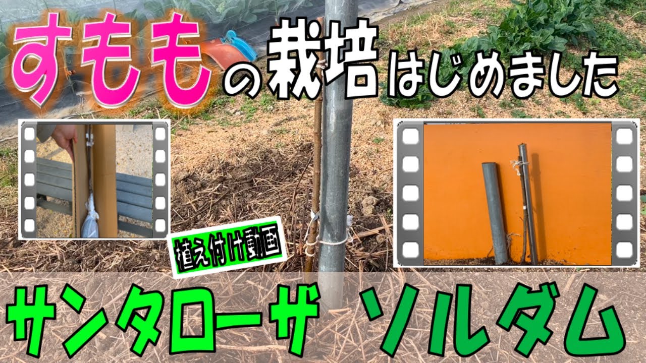 すもも栽培　20231217　すもも植え付け【サンタローザ】【ソルダム】