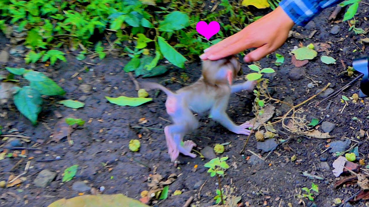 Best love...The cameraman comforted baby monkey MARCO look so adorable.