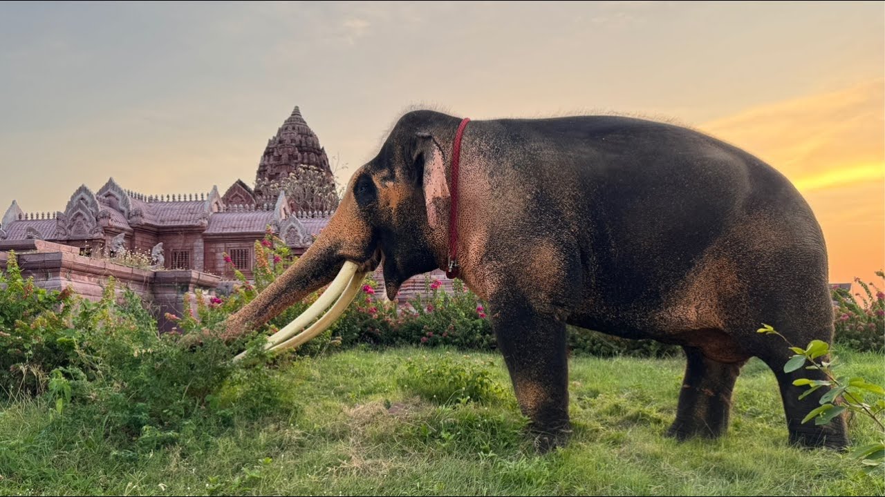 โอกาสสุดท้าย ‼️#เมืองโบราณ สมุทรปราการ #The Emperor of Elephant.15/3/2568