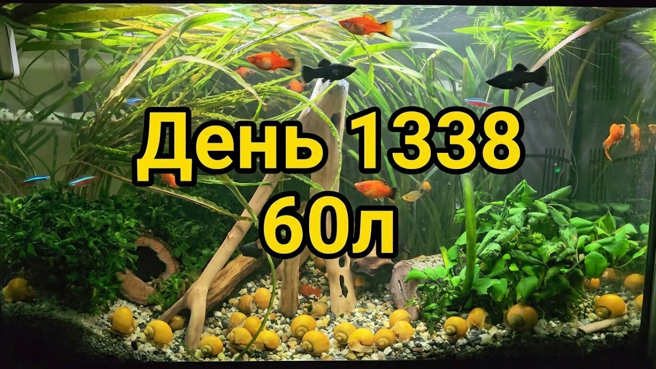 Аквариум 60л. День 1338.