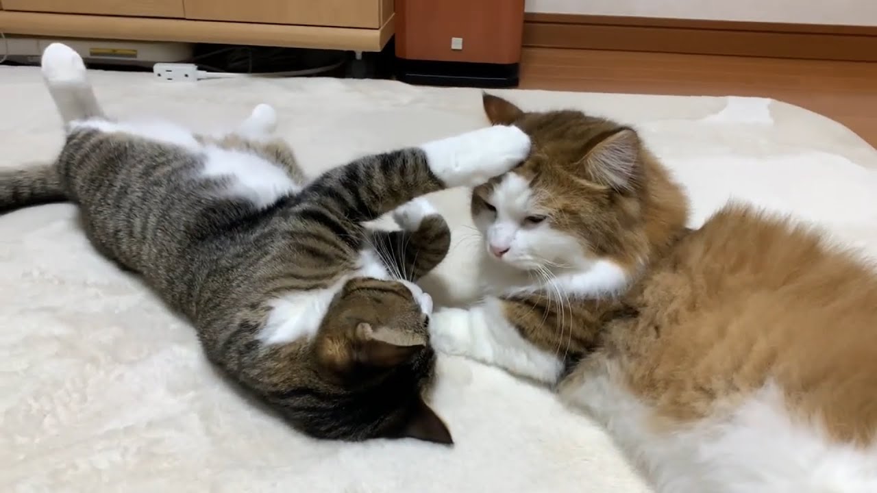 ヘソ天を見て撫でられにやって来る猫
