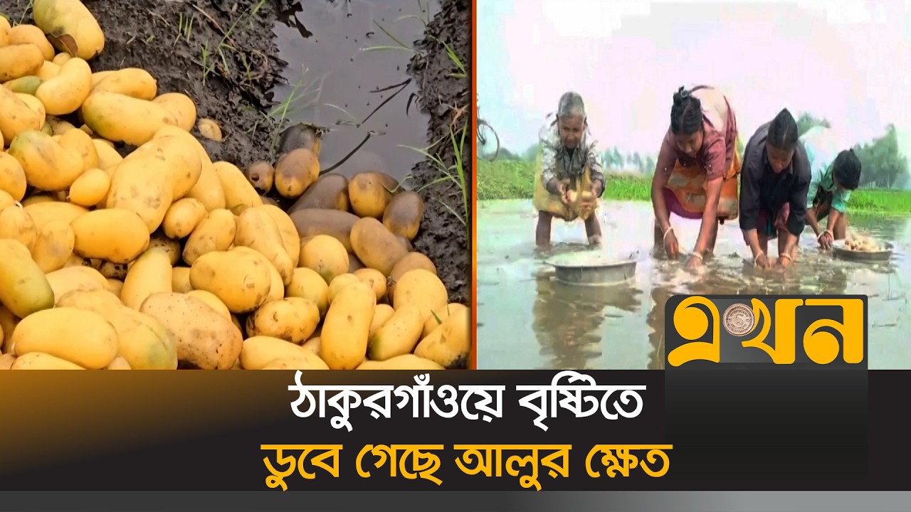 ঠাকুরগাঁওয়ে  চরম বিপাকে কৃষক | Thakurgaon News | Sudden Rain | Ekhon TV