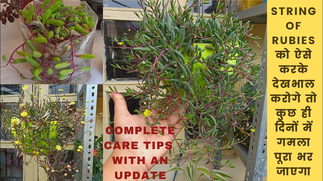 Complete Care of String of Rubies/String of Pickles/Ruby Necklace- Repotting,Propagation,water,Fert.