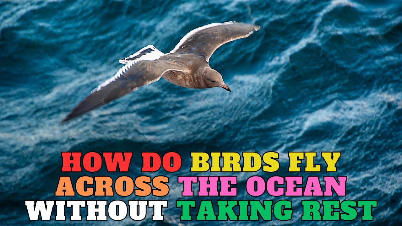 The Art of Migration: How Birds Master Ocean Crossings and Resting Spots