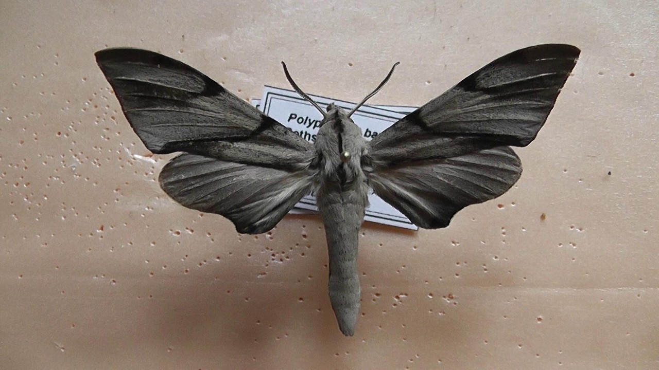 БРАЖНИКИ: 706. Polyptychus baxteri