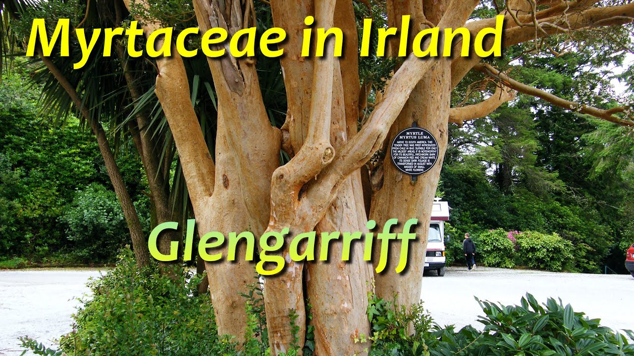 Myrtengew&auml;chse in Irland II