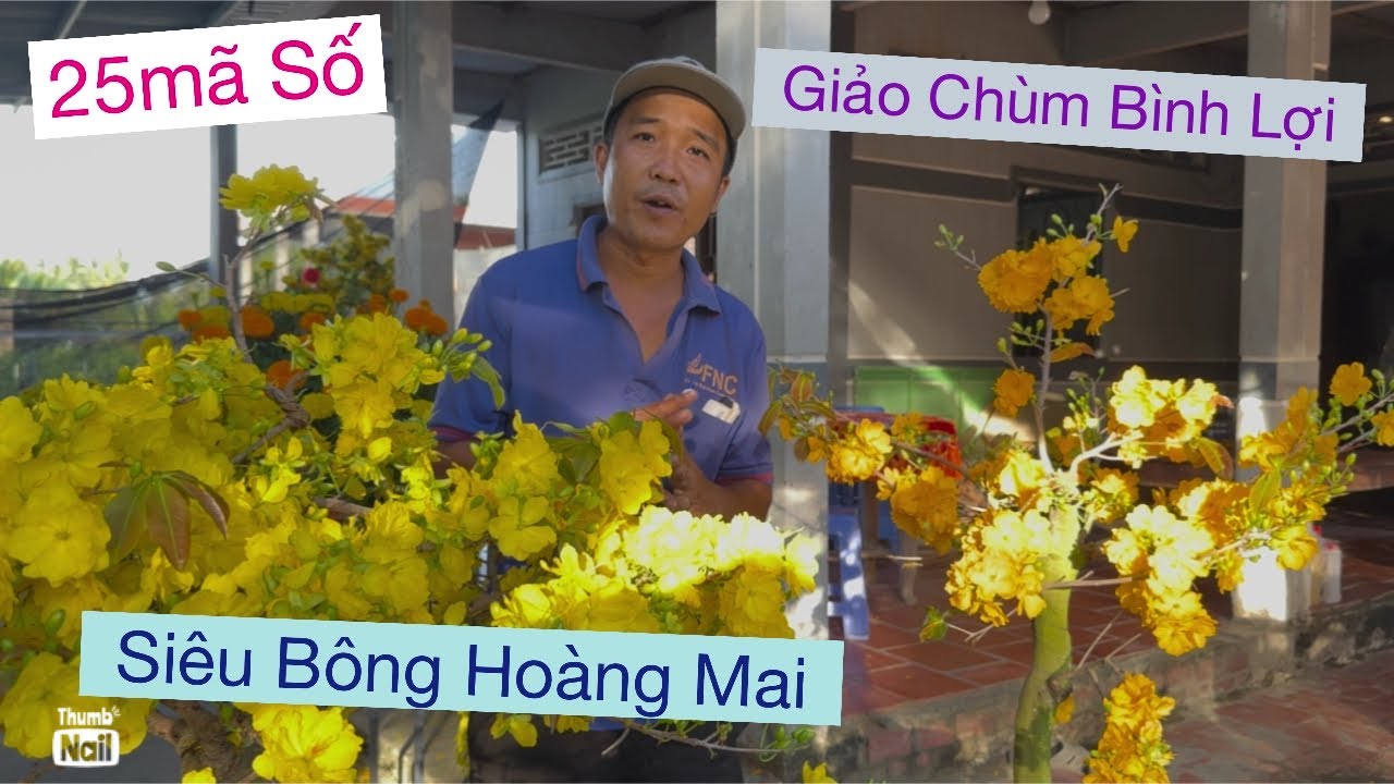 Clip 4,,,09733 88093 lĩnh anh,,,giảo chùm bình lợi,,,siêu bông hoảng mai 