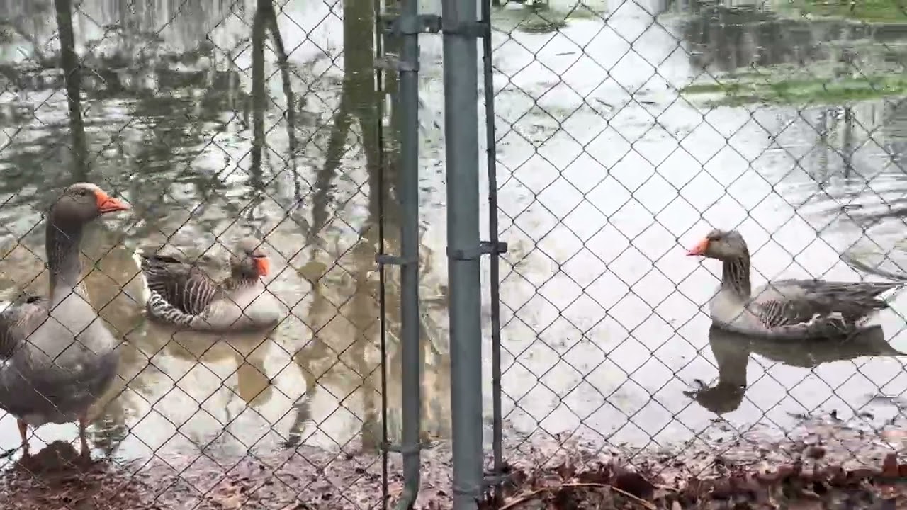 Сегодня отличный день для уток... или гусей в FFRC 🪿🦆🪿