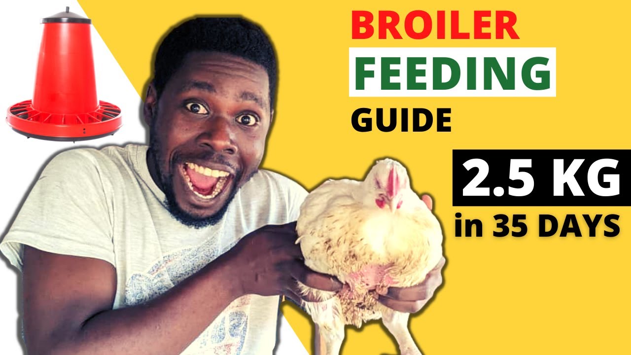 BROILER FEEDING GUIDE | How Much to Feed Broiler Chickens, Fast Growth