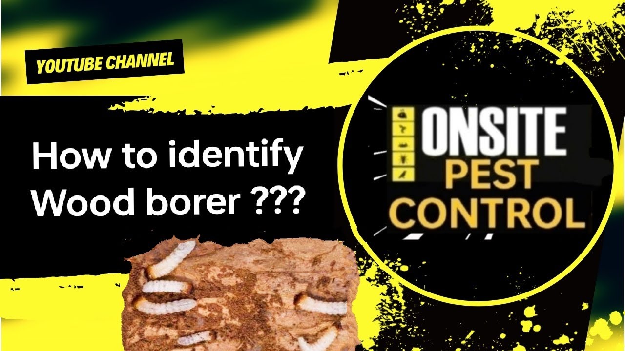 DURBAN PEST CONTROL / FUMIGATION / WOOD BORER IDENTIFICATION